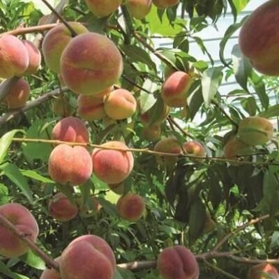 Peach