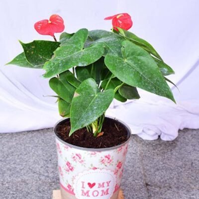 Anthurium Red