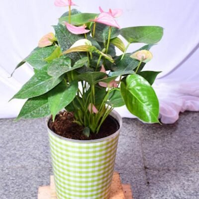 Anthurium Pink