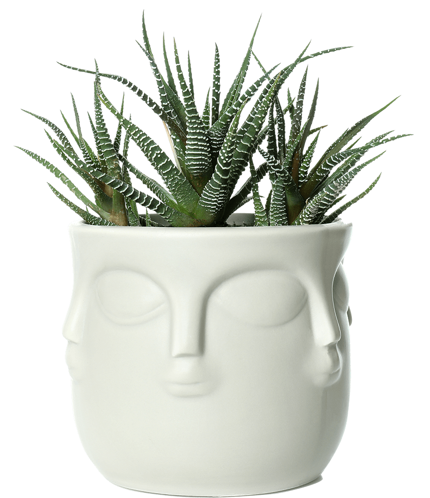 buddha-pot-with-plant-isolated-on-white-background-ACD2J76.png