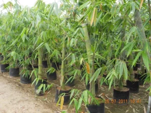 bambusa vulgaris plant