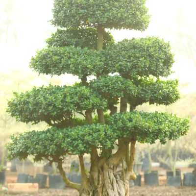 Multiroot Bonsai