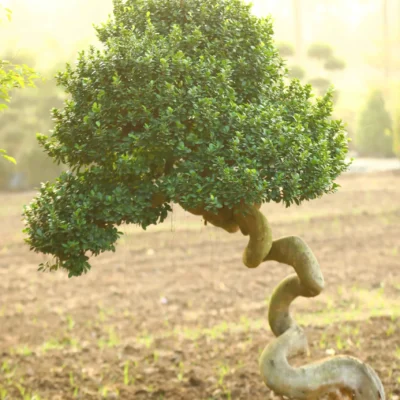 Dragon Shape Bonsai
