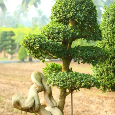 Dragon Root Bonsai