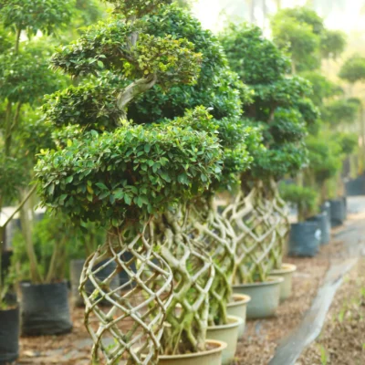 Net Kuja Shape Bonsai