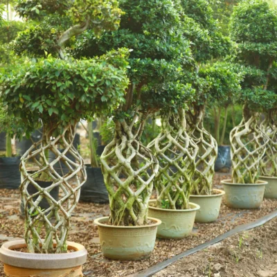 Netwall Bonsai
