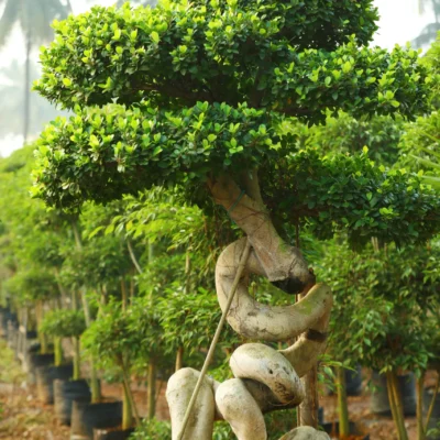 Dragon Root Bonsai