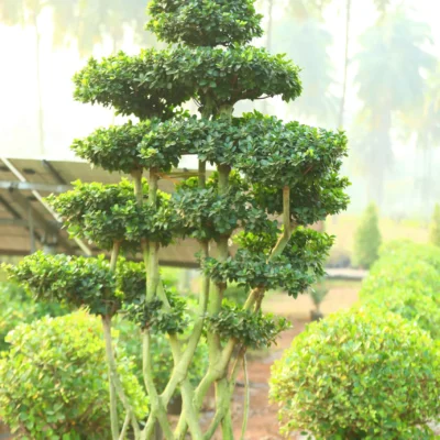 Bonsai Plants