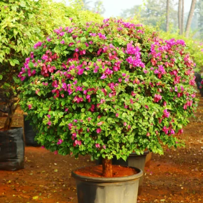 Ornamental Plant