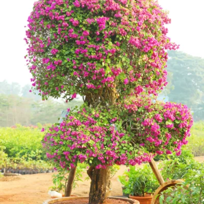 China Bougainvillea Glabra