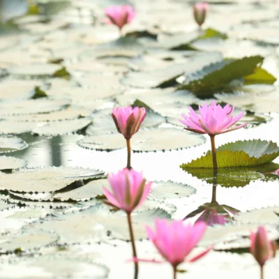 Lotus
