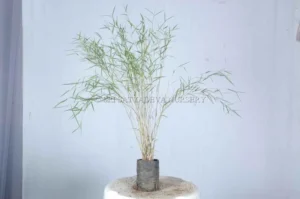 Variegated Bamboo Plant