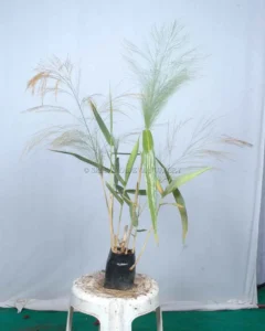 bambusa-flowering
