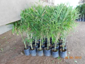 bambusa-ventricosa