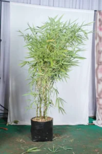 bambusa