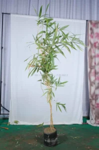 bamboos