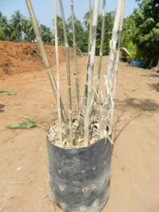 black-bamboo
