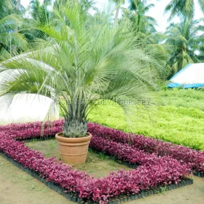 Palm Tree