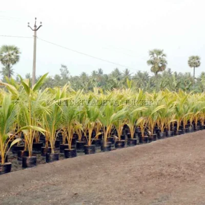Orange Coconut Tree