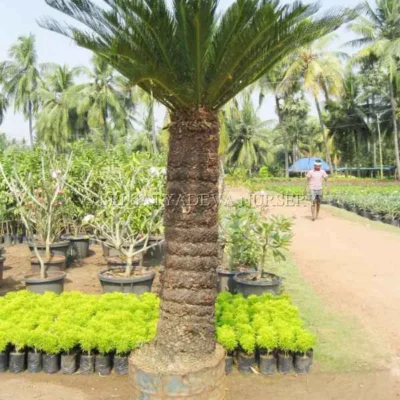 Cycus Tree