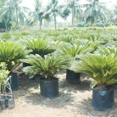Cycas Revoluta Plant