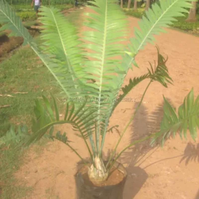 Encephalartos Bunia