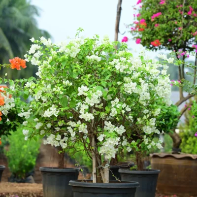Oxy Green Plant bougainvillea