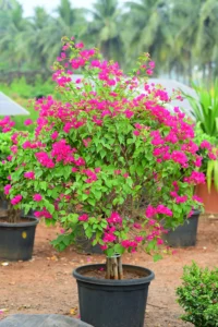 Bougainvillea Purple