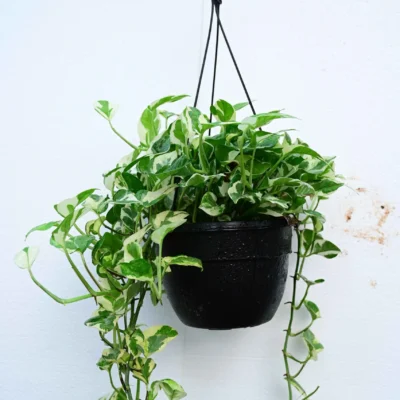 Epipremnum Aureum