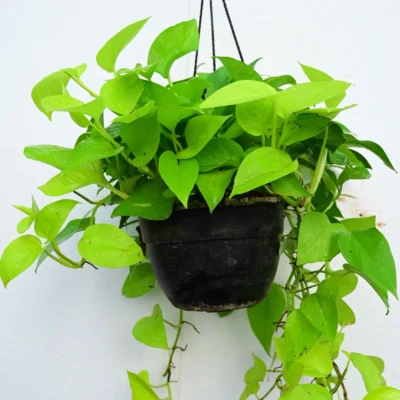 Neon Pothos