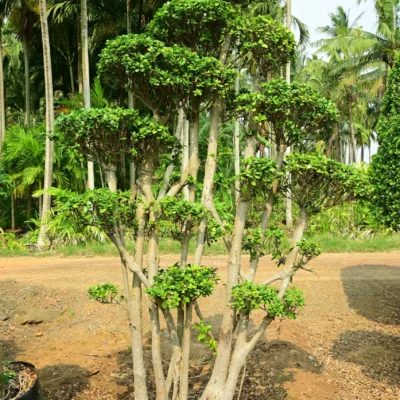 Multi Ball Bonsai
