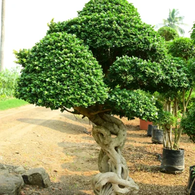 Dragon Root Bonsai