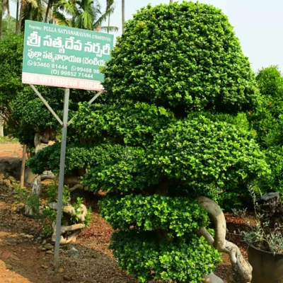 Dragon Root Bonsai