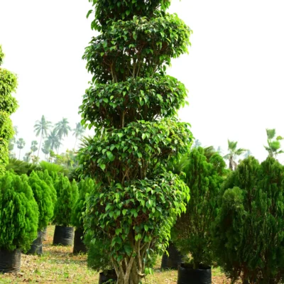 Black Ficus