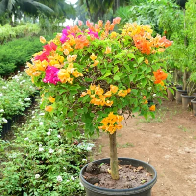 Multicolor Bougainvillea