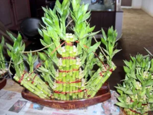 Lucky Bamboo Plant