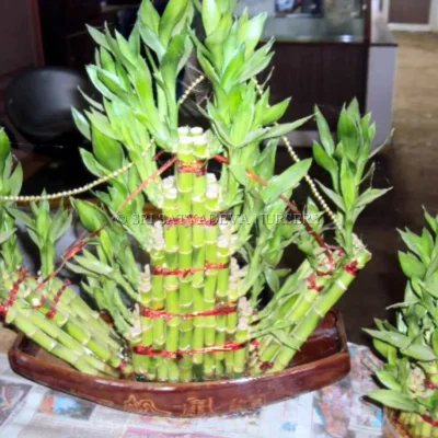 Lucky Bamboo Plant