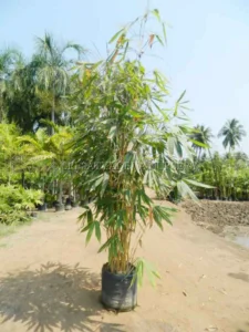 Buddha Belly Bamboo