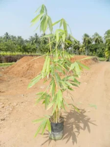 PLANTZON Bamboo Plant Seed
