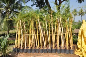 gaint-bamboo-gold