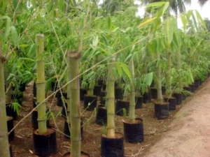 gaint-bamboo-green