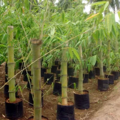 gaint-bamboo-green
