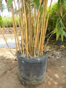 golden-bamboo