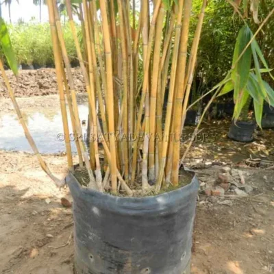 golden-bamboo