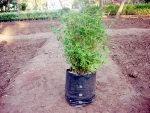 green-bamboo