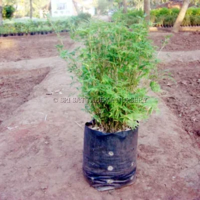 green-bamboo