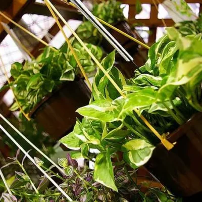 Money Plant
