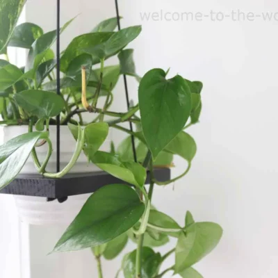 Devil's Ivy