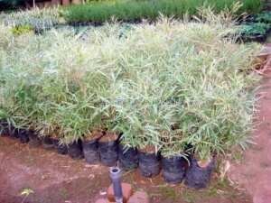 variegata-bamboo