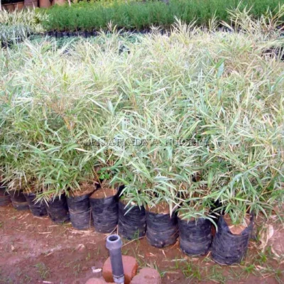 variegata-bamboo